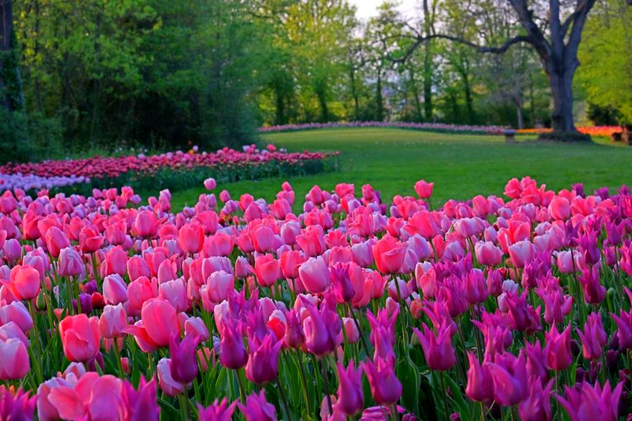 Messer Tulipano_Pralormo