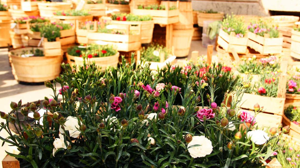 Primavera a Castagnole: tre giorni di festa, arte e divertimento