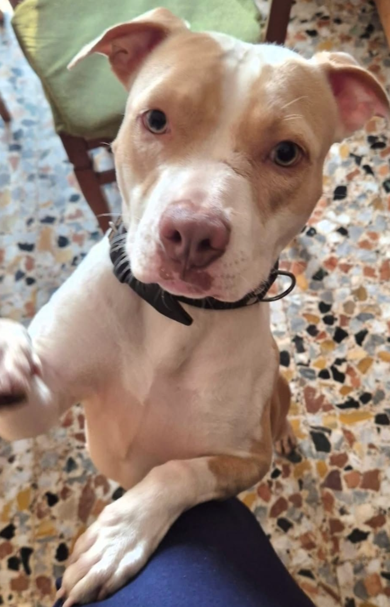 Ciri&egrave;, cagnolina smarrita nel tardo pomeriggio: ricerche in zona ospedale e Remmert