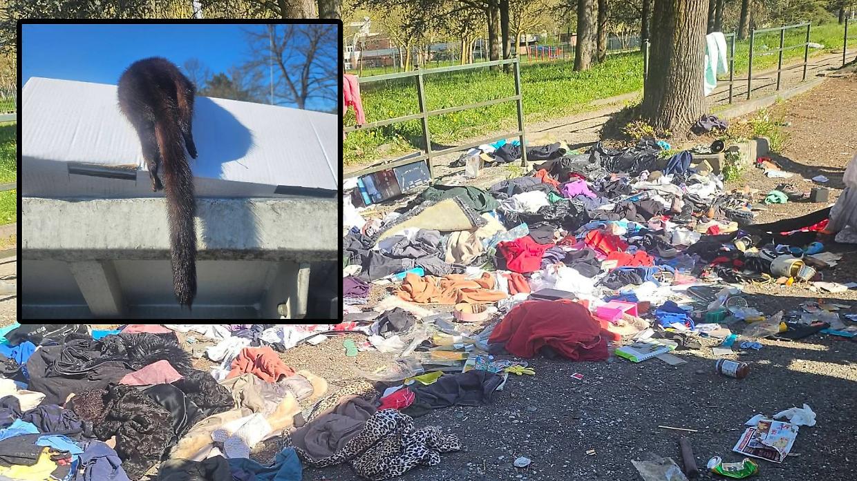 La discarica dopo il suk e, nel riquadro, la faina tra i rifiuti