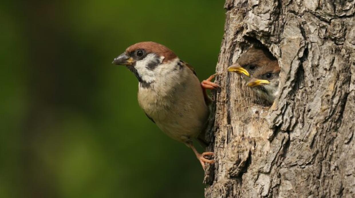Torino sfida il mondo a colpi di biodiversit&agrave;, torna la City Nature Challenge 2026