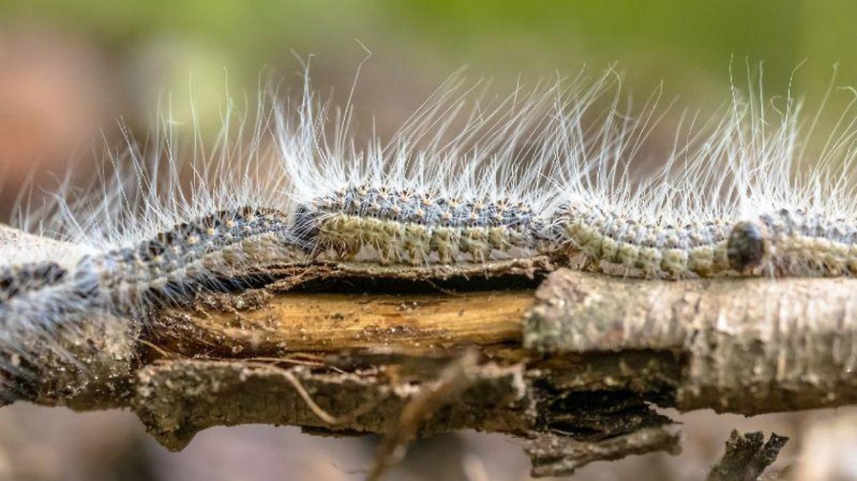 Processionaria: il pericolo silenzioso che minaccia i nostri cani