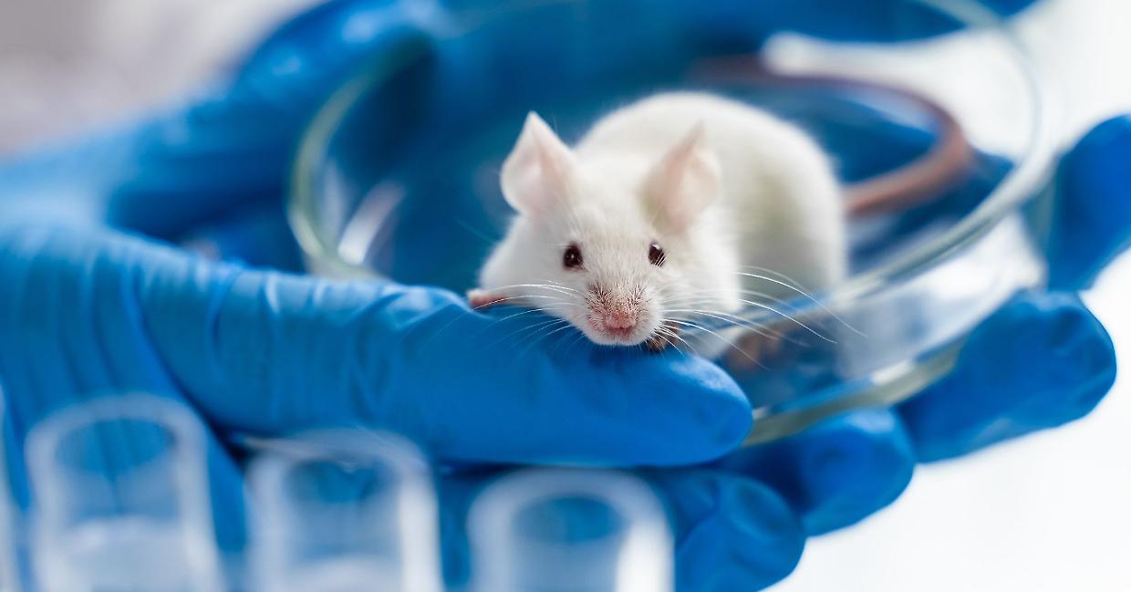 La sperimentazione farmacologica che non coinvolge pi&ugrave; animali vivi