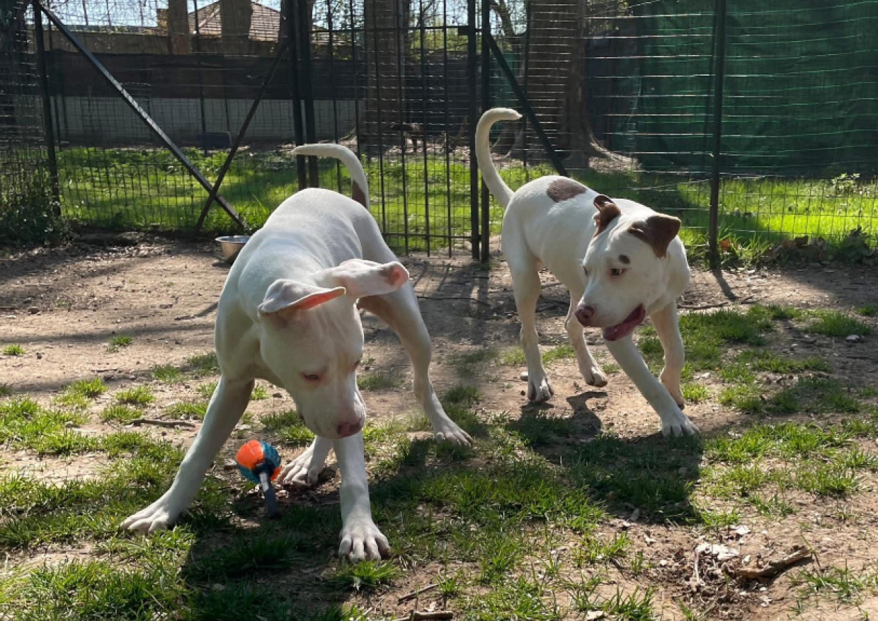 I fratelli pi&ugrave; pimpanti di Torino: Toppa e Macchia