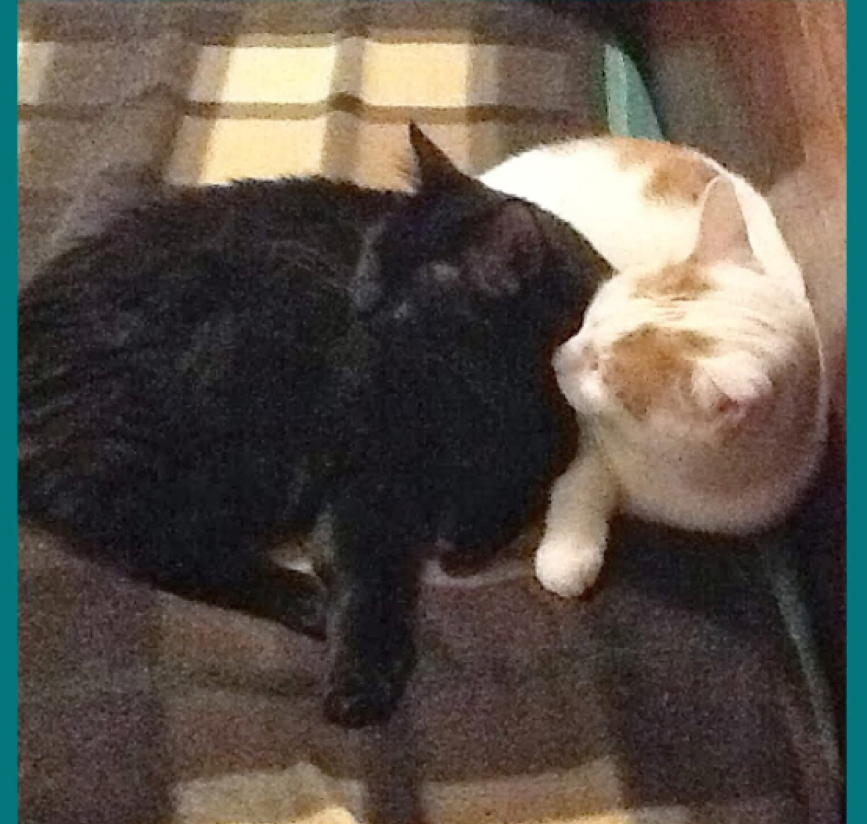 Aspettano qualcuno che non torner&agrave; pi&ugrave;: la storia di Kayoko e Sak&egrave;