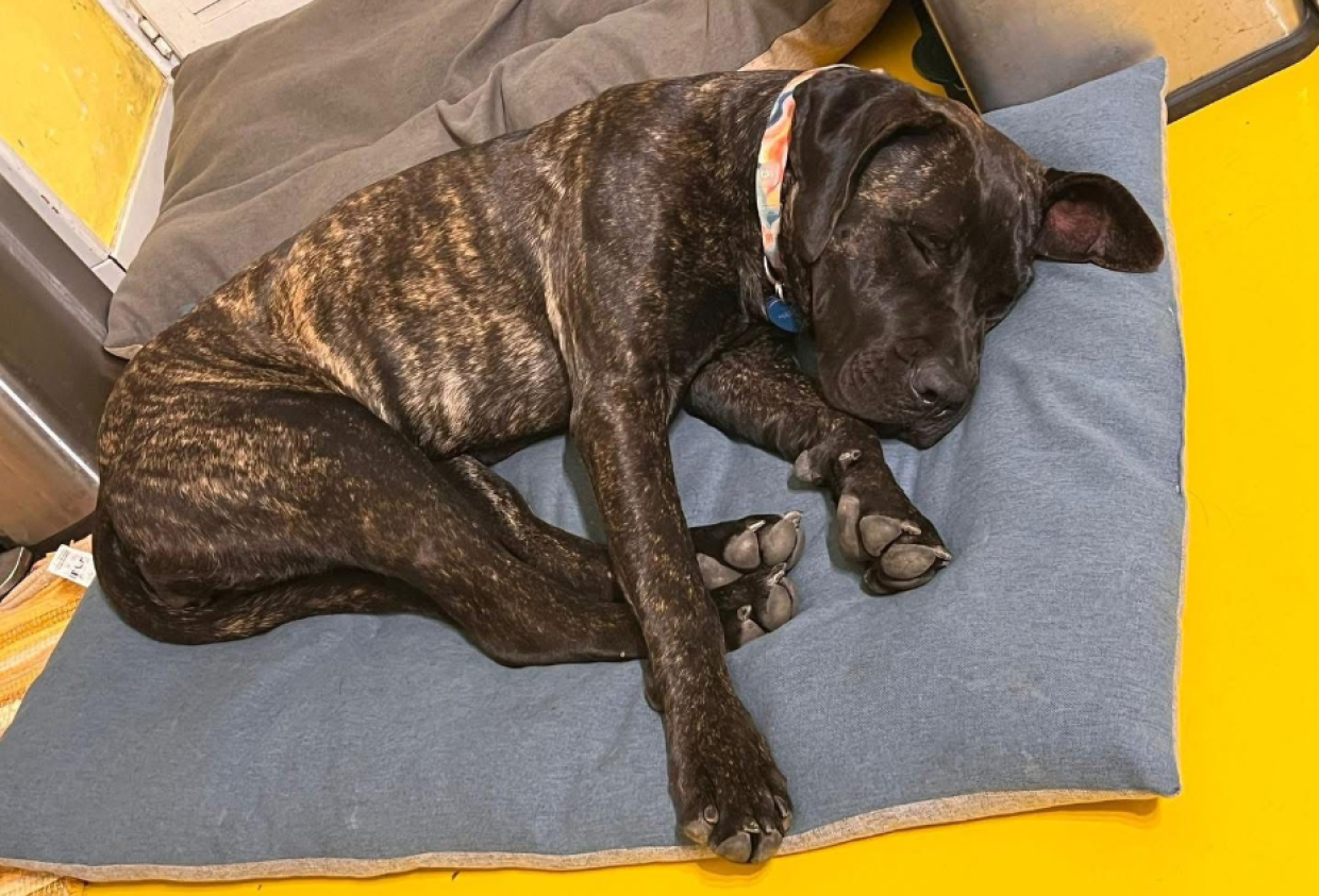 Non va d'accordo con i fratelli, non pu&ograve; pi&ugrave; vivere l&igrave;