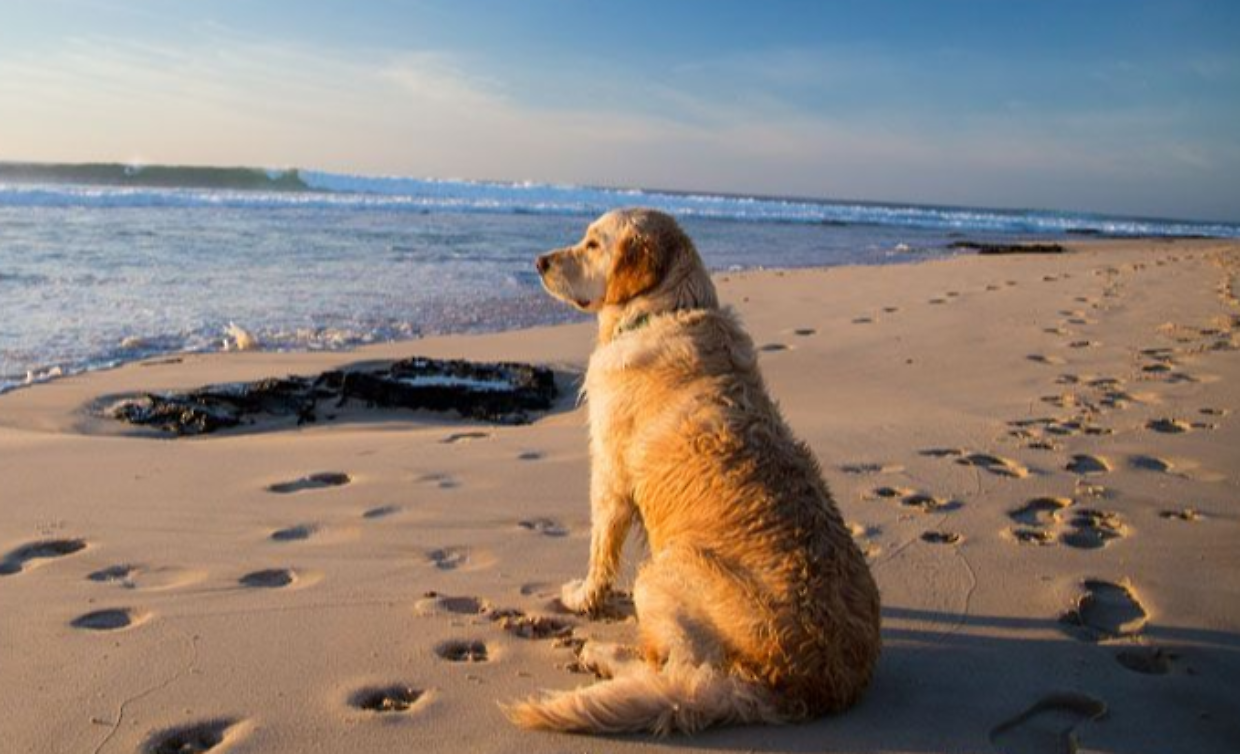 Cagnolina libera sulla spiaggia: multa da oltre 100 euro