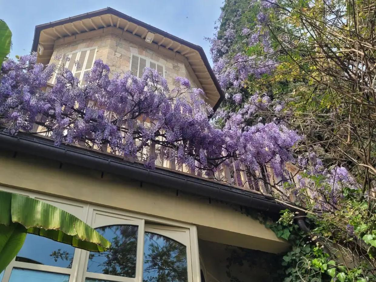 A due ore da Torino lo spettacolo dei glicini pi&ugrave; belli d&rsquo;Italia: oltre 40 variet&agrave; in fiore