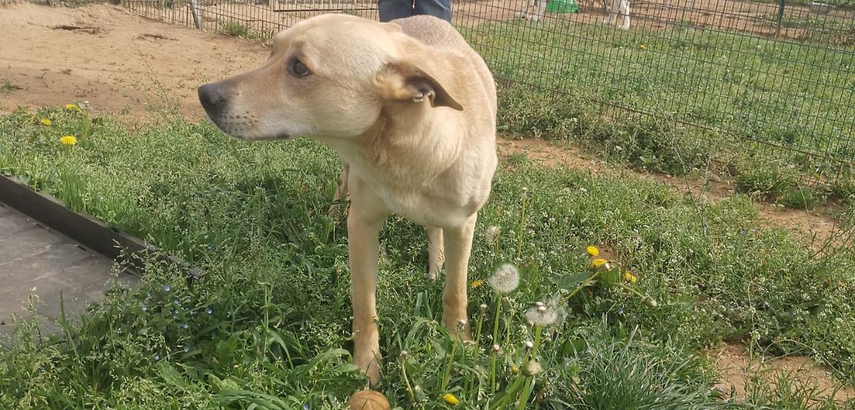 Chiusi al buio in un garage: cane e gatto sequestrati, denunciato il proprietario