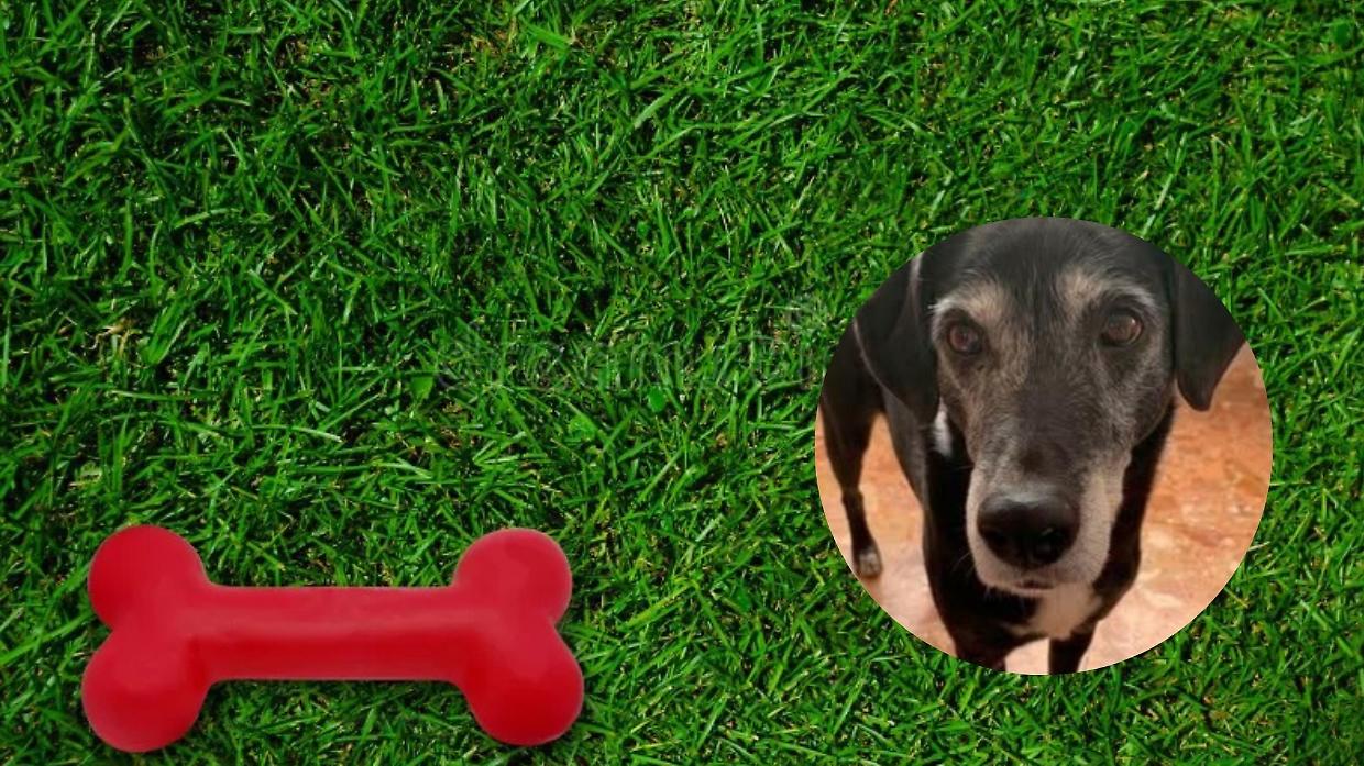 Moncalieri dedica la nuova area cani a Dix: un nome scelto dal quartiere, una storia che resta