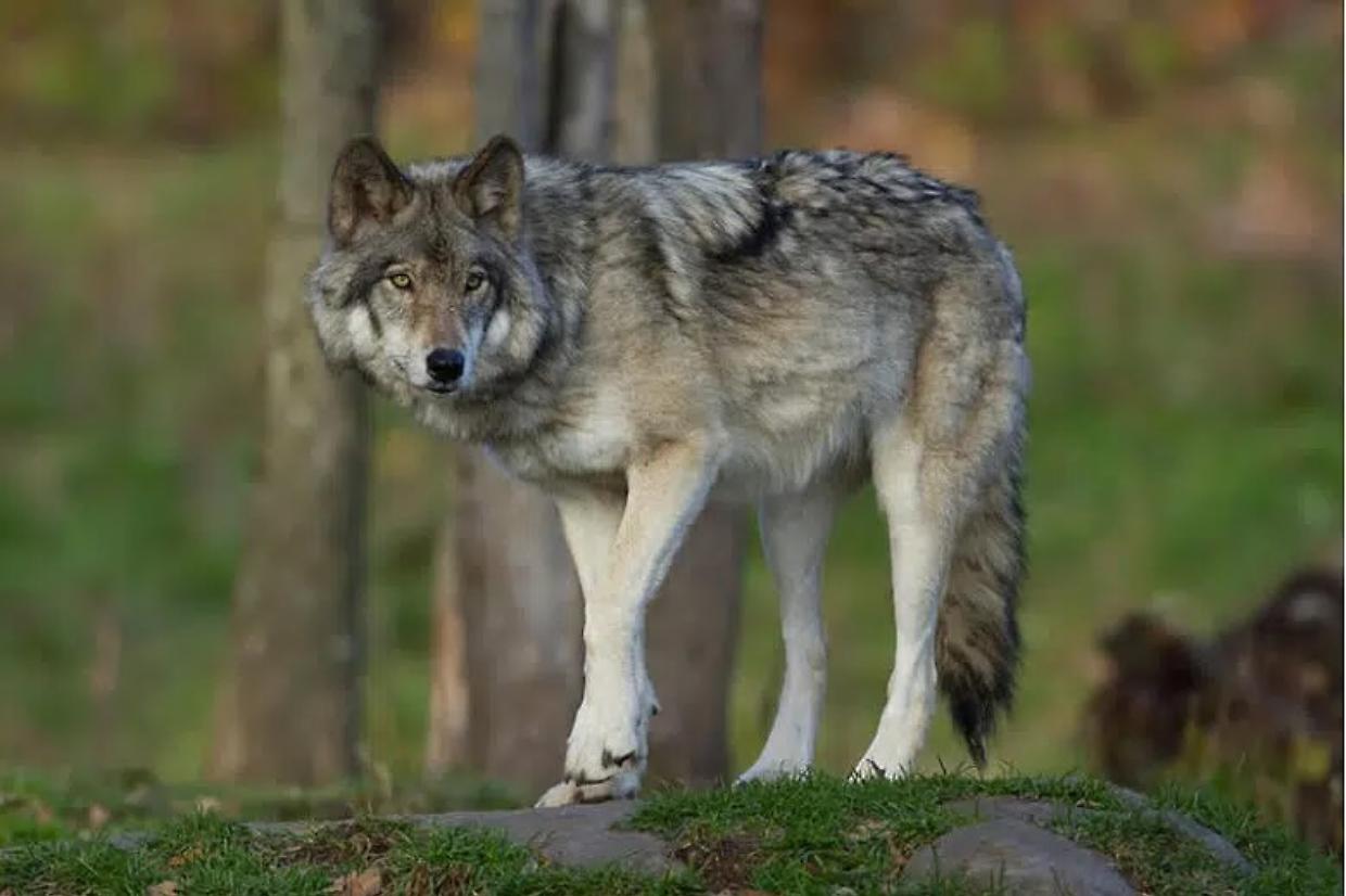 Lupo avvistato a Pertusio: attacco a un gregge, allerta del sindaco Damini