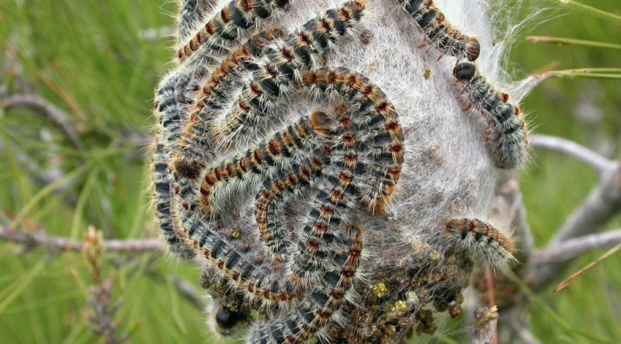 Nichelino, allerta del Comune: attenzione alla processionaria del pino