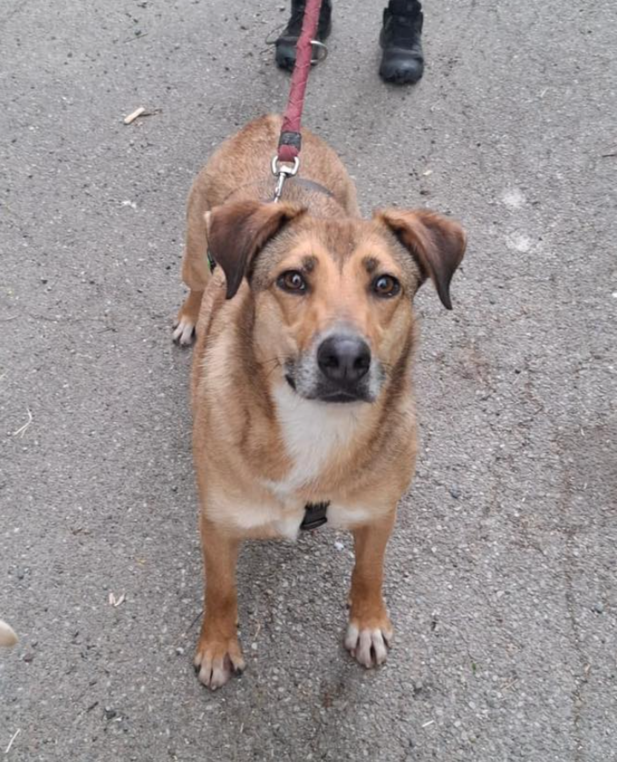 Recuperata mentre vagava in strada, e poi?