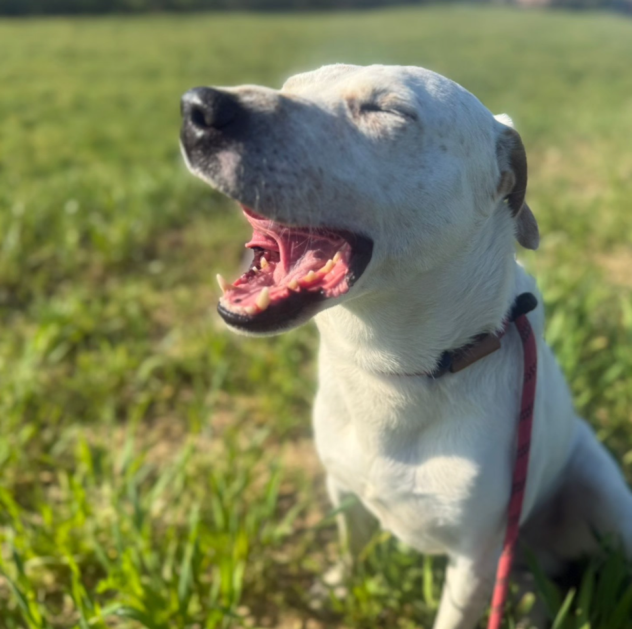 Sogna di correre, invece vive dietro le sbarre