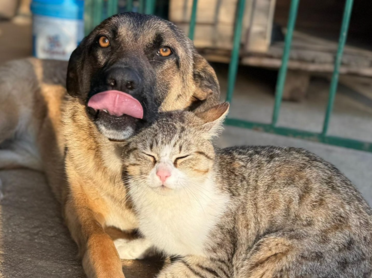 Freya &egrave; la pastorina pi&ugrave; dolce che ci sia