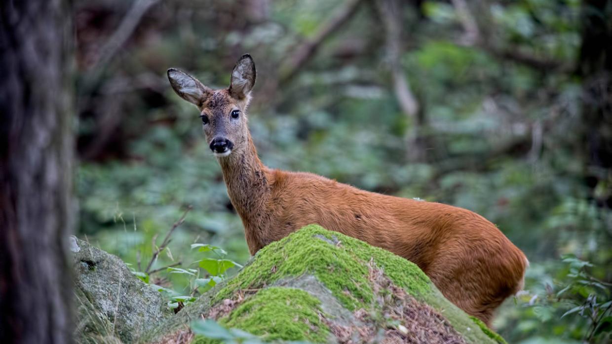 Capriolo nel cortile di casa: intervento dei soccorsi a Pino Torinese, salvato e liberato nei boschi