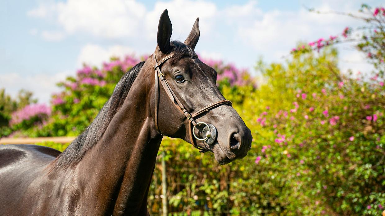 Carmagnola capitale del cavallo arabo: torna l&rsquo;Arabian Horse Show tra eleganza, natura e competizione