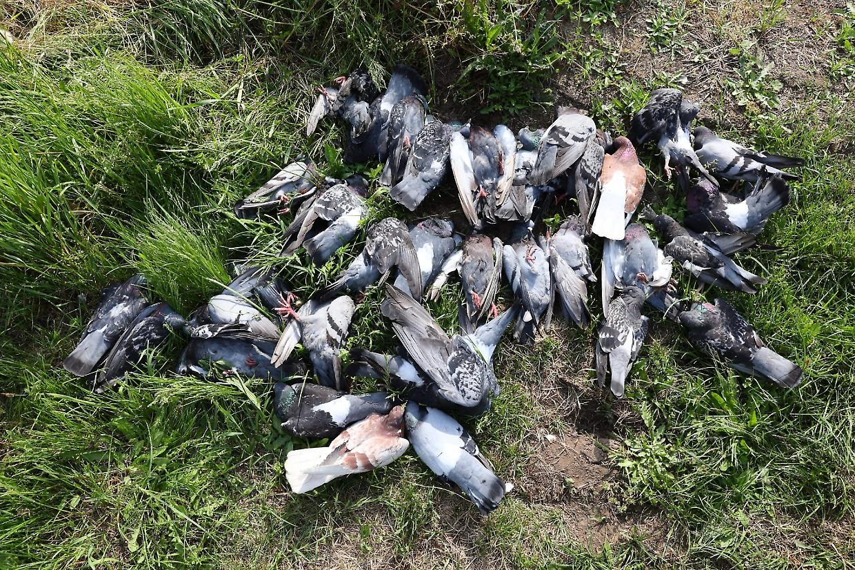 Caccia al piccione tra le abitazioni. Paura per gli spari, strage di uccelli
