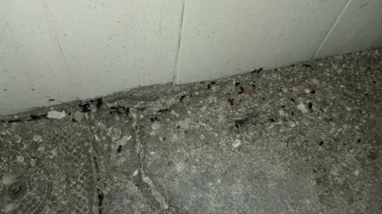 Invasione di blatte a Mirafiori: &laquo;La Citt&agrave; intervenga subito&raquo;