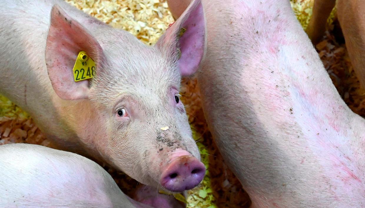 Peste Suina Africana in crescita: emergenza tra Liguria e Piemonte