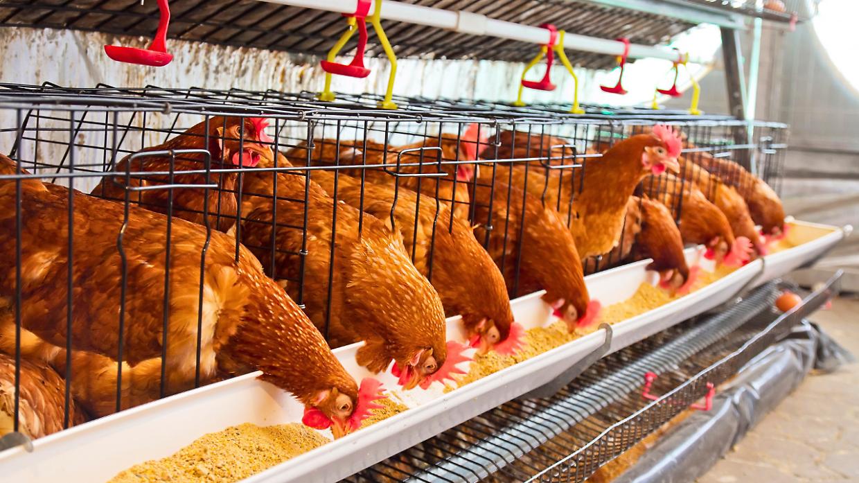 Rivolta contro la puzza degli allevamenti di polli, appello del Comune ad Arpa