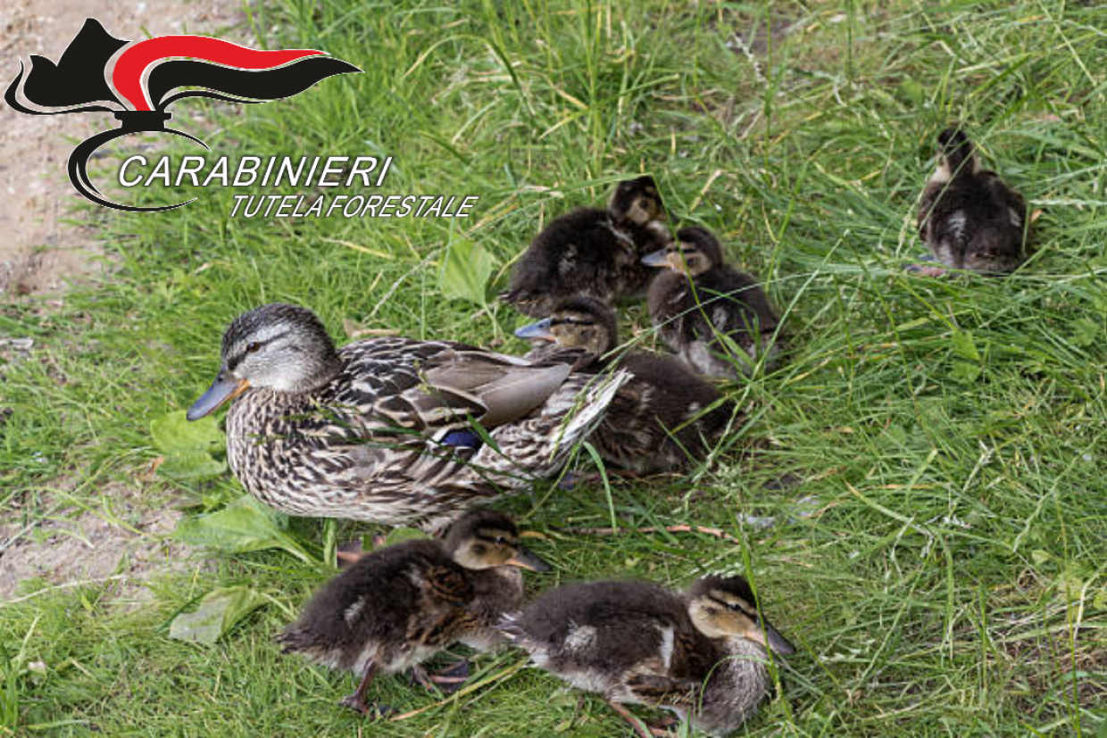 Otto anatroccoli in strada