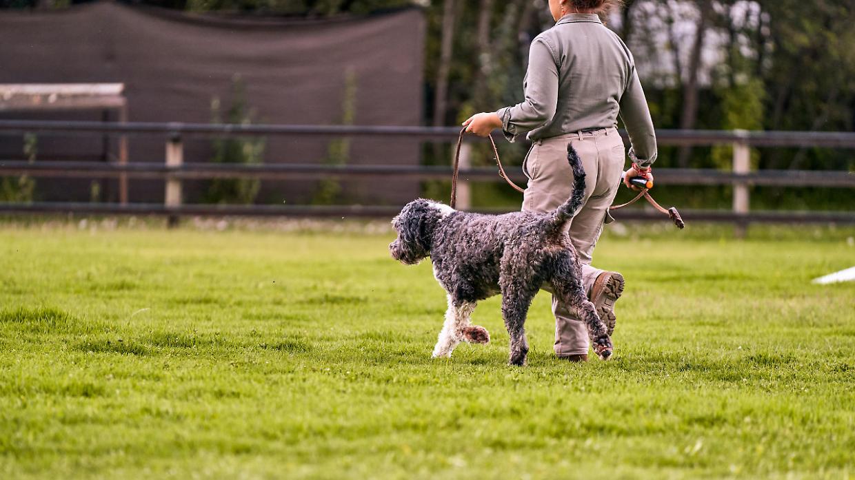 A Rivalta parte il corso &ldquo;anti-morso&rdquo; che cambia il rapporto tra cani e proprietari