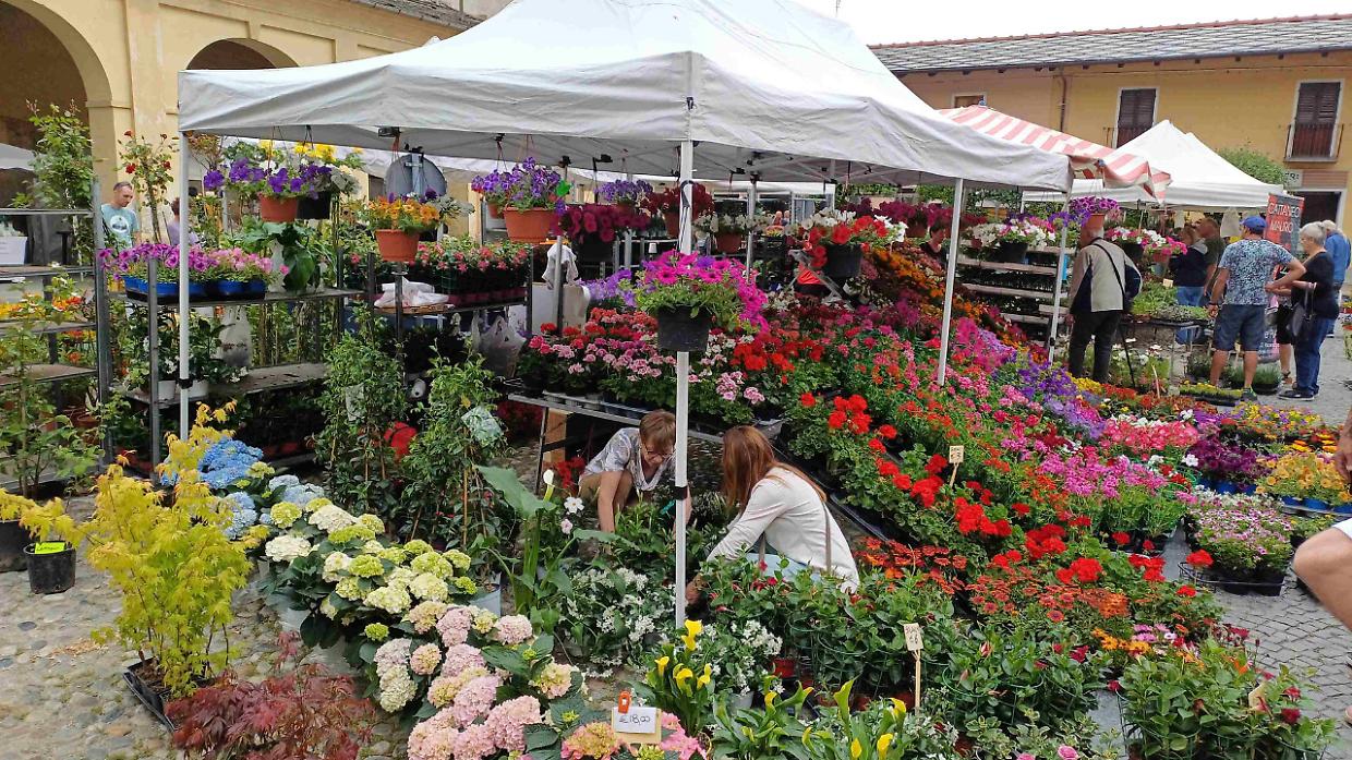 Cavour si trasforma in un giardino a cielo aperto: torna la magia di &ldquo;Cavour in Fiore&rdquo;