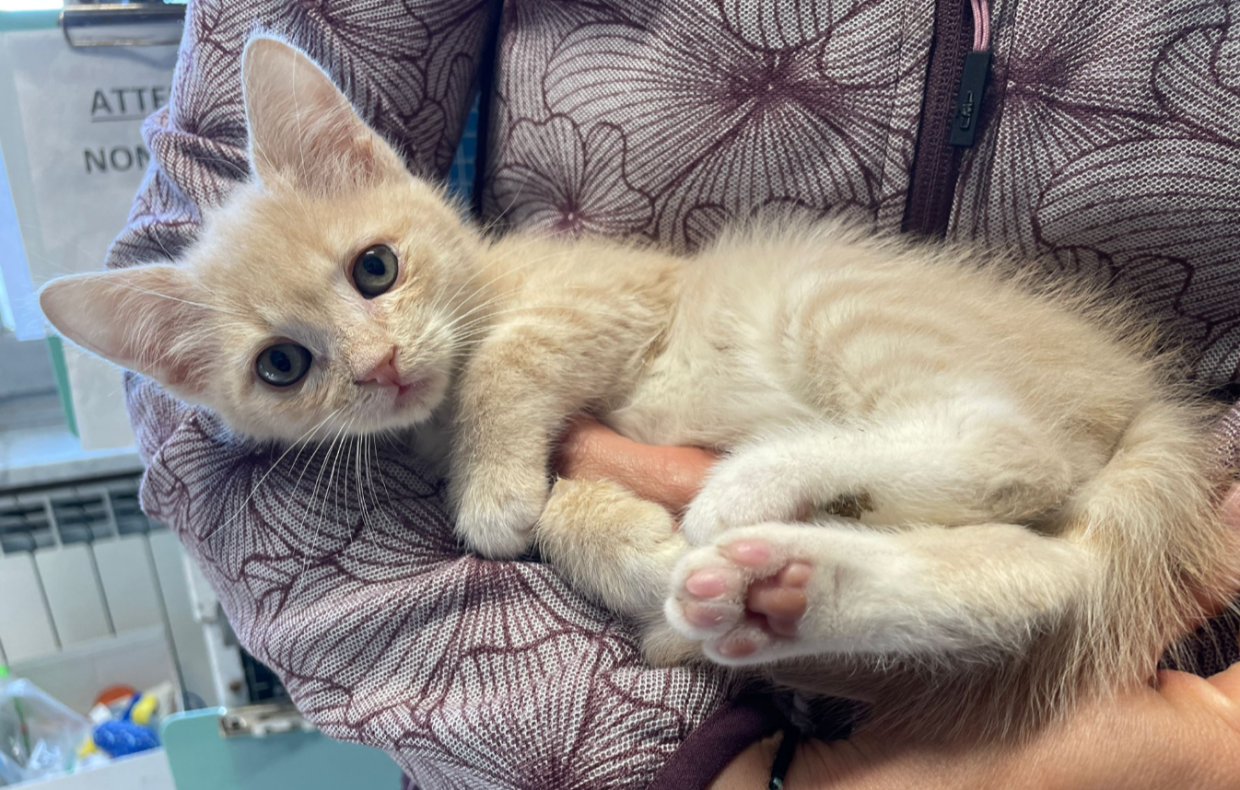 Salvato grazie a un sequestro insieme alla mamma e fratellini