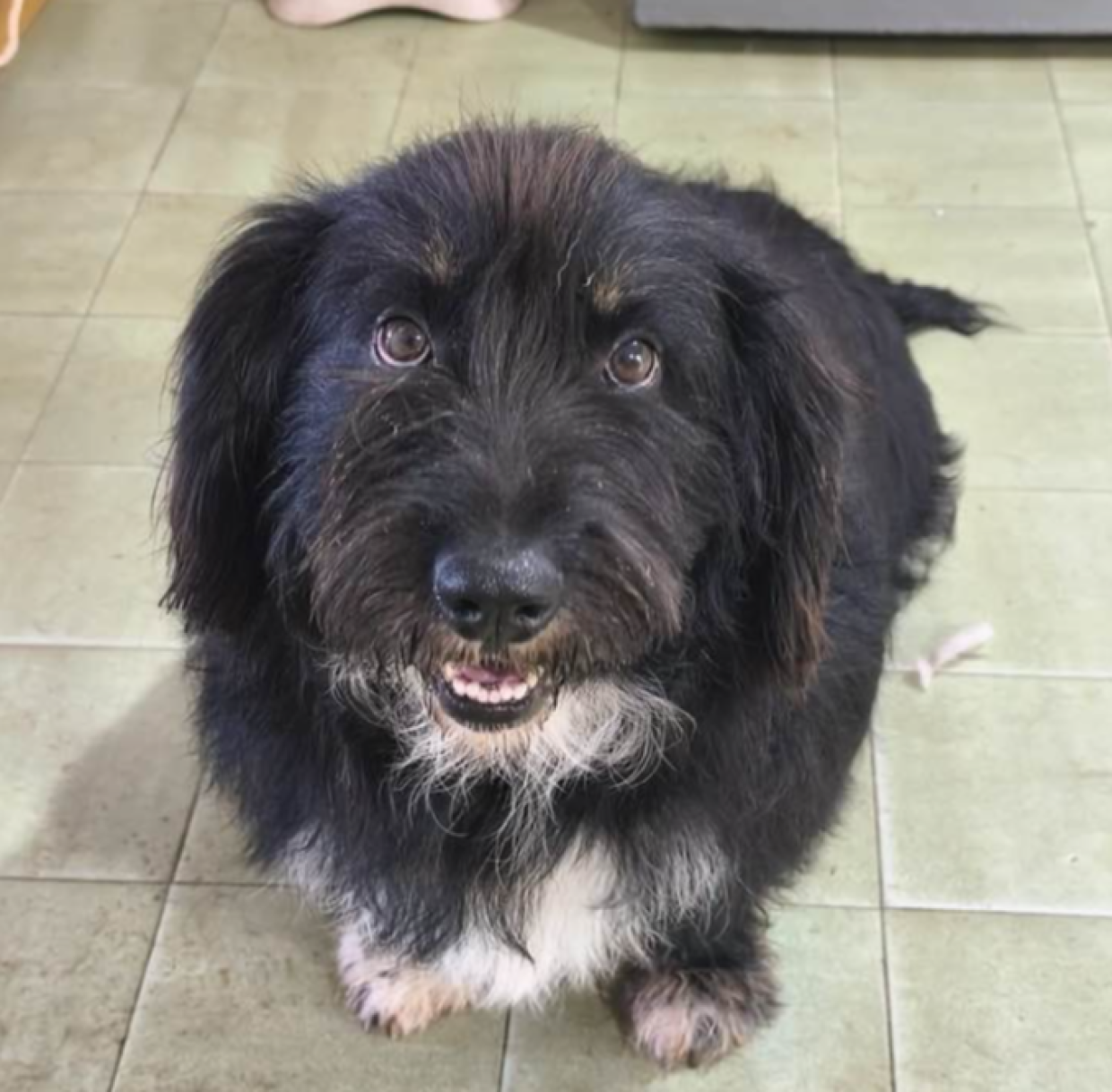 Poldo, un cane... tondo