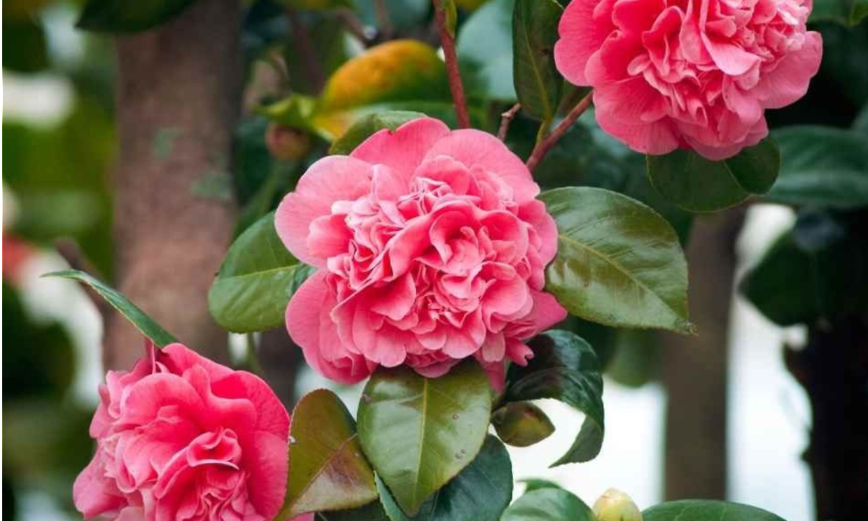 Oltre 400 camelie in fiore: alla scoperta del giardino segreto nel cuore del Torinese