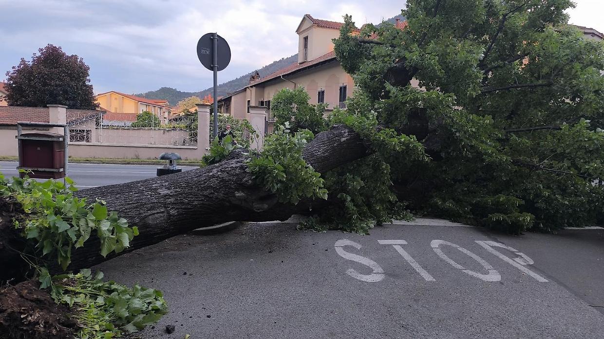 Albero gigante crolla in strada