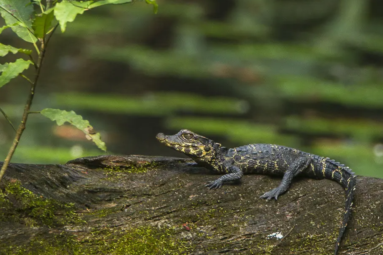 Coccodrillo nano africano nasce in Italia: la scoperta dell'uovo nella sabbia 