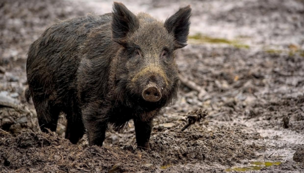 Peste suina, sei nuovi casi in Piemonte sale l'allerta nell'alessandrino