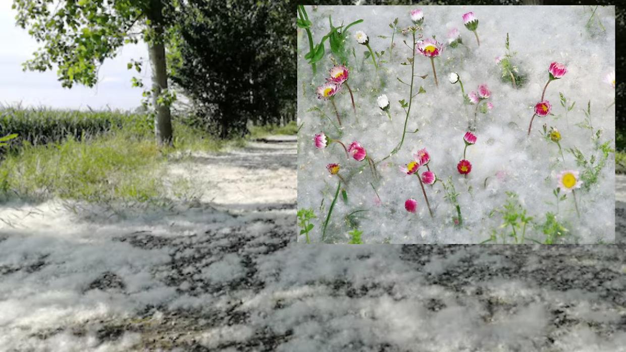 Invade le citt&agrave; ma non &egrave; polline: cos&rsquo;&egrave; davvero la &ldquo;neve di primavera&rdquo;