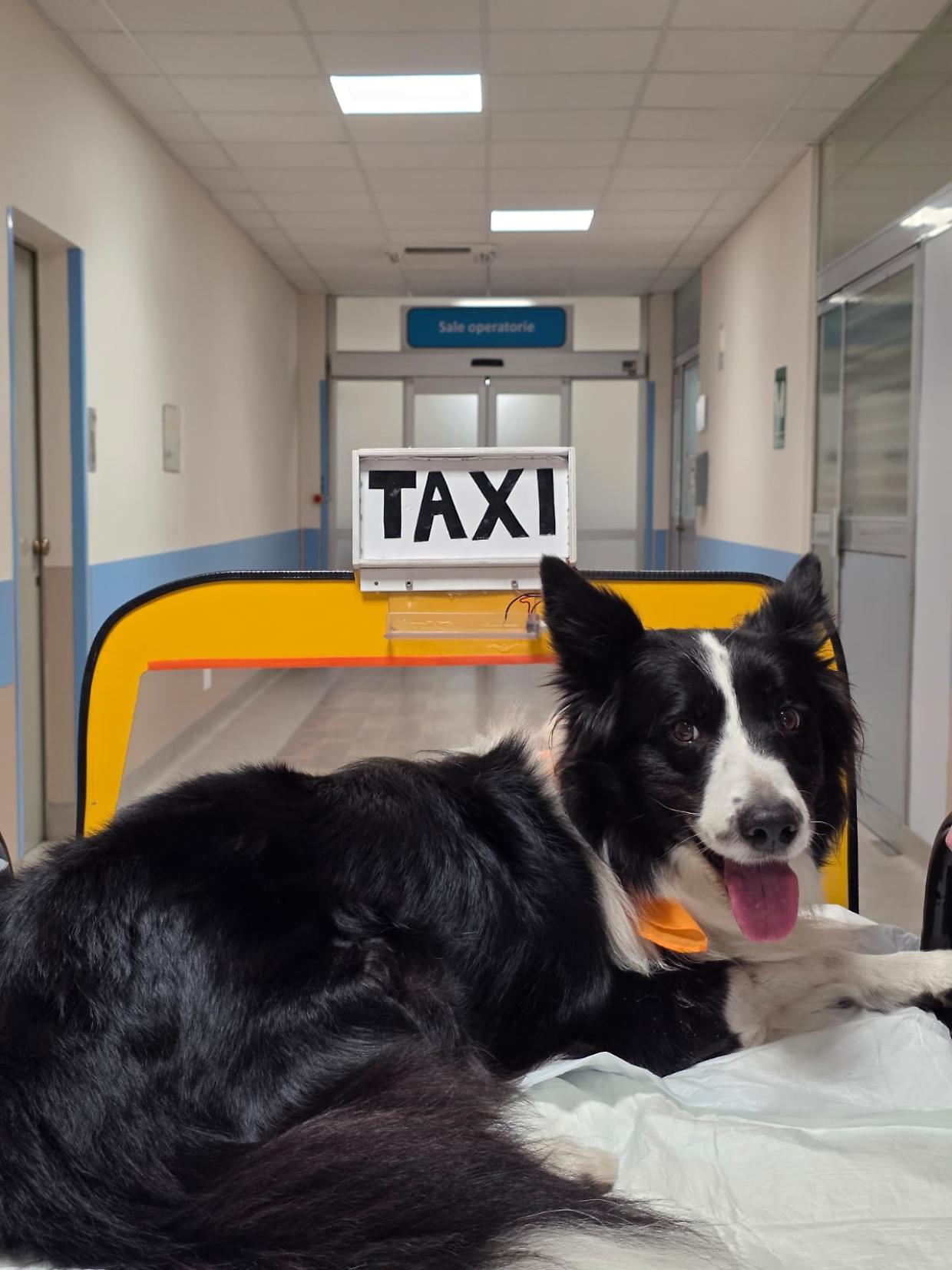 In sala operatoria con il cane: al Martini parte il progetto per accompagnare i piccoli pazienti