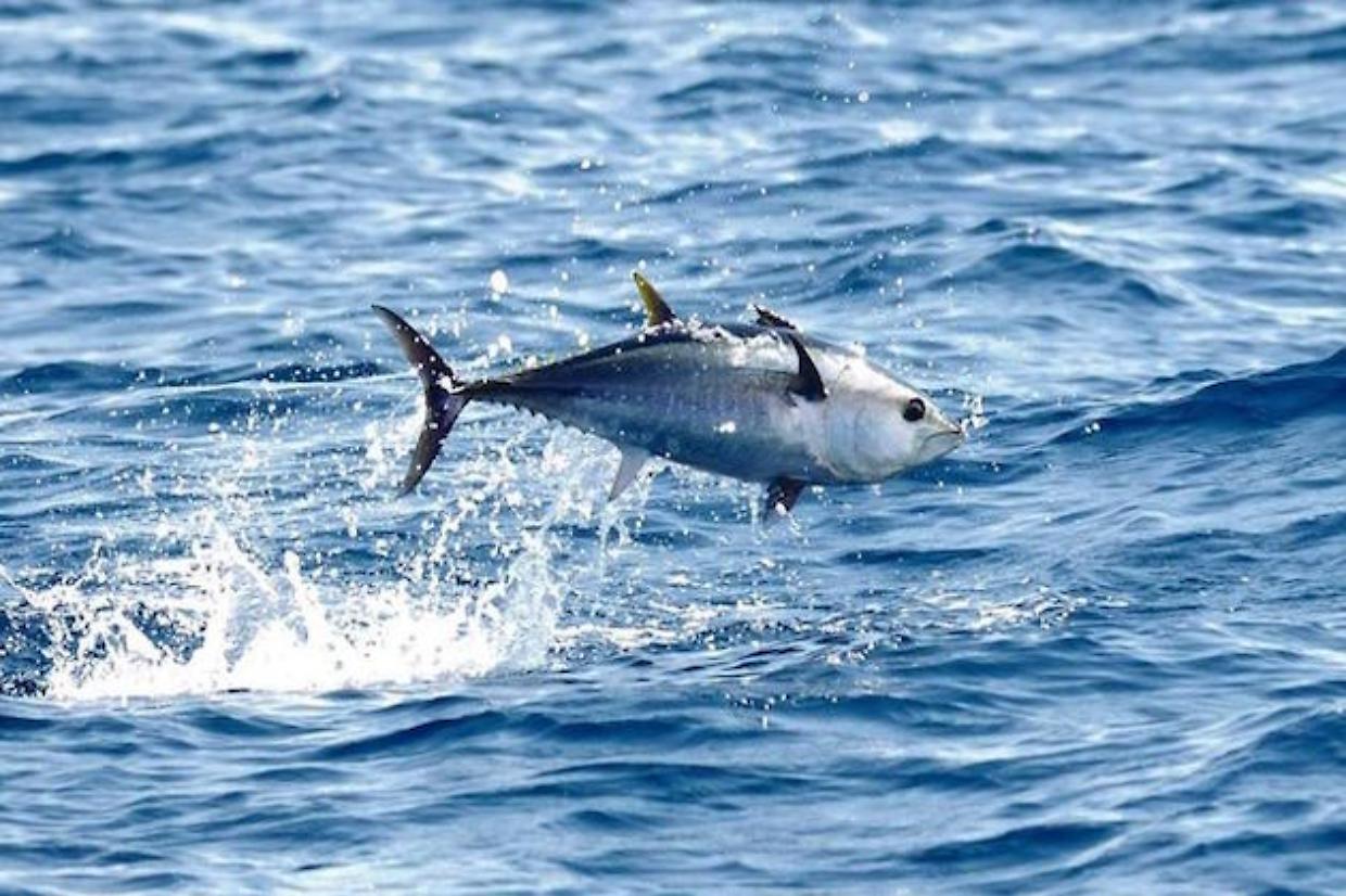 La Giornata Mondiale del Tonno, un pesce essenziale per gli oceani che rischia l'estinzione