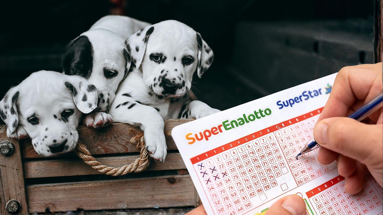 Pensionato piemontese vince 92mila euro al SuperEnalotto e dona i soldi ai cani