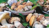 Tra miele, melighe e funghi fritti