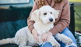 Rivoli verso la “Banca delle Visite Pet”: un aiuto concreto per garantire cure veterinarie a tutti