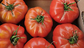 Andare per sagre (e fiere) nel fine settimana tra pomodori e peperoni