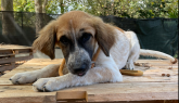 Il cane "torinese" più dolce che c'è