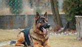 Smentita la notizia sul cane morto a Nichelino : ancora nessuna certezza sull’avvelenamento