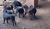 Cuccioli senza pedigree e microchip: sequestrati 12 cani nel torinese