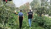 Agricoltura, controlli nel Pinerolese: lavoratori irregolari e sanzioni per due aziende