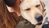 Torino, un passo avanti per l’ultimo saluto: verso la tumulazione congiunta con gli animali d’affezione