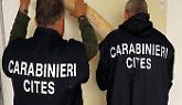 Blitz nel laboratorio del Torinese, sequestrate cinque zanne di elefante africano