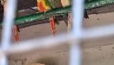Sequestrati 17 pappagalli a Stresa, società multata per attività zoologica senza licenza