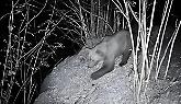 Spunta un altro orso in Piemonte? Ci sono feci e foto ma nessuna certezza