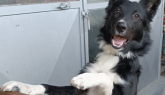 Un cucciolone esuberante e pieno di vita